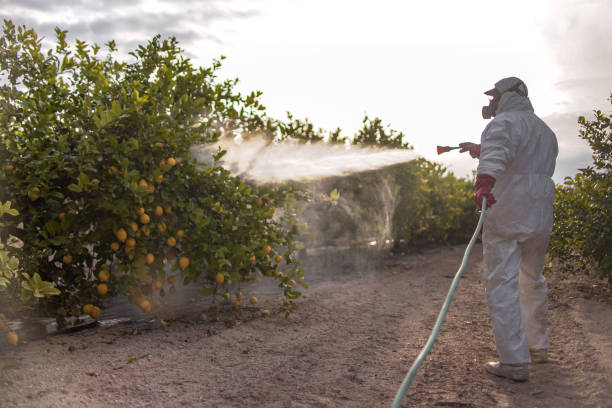 Best Pest Removal Services  in Manche North Shore, CA