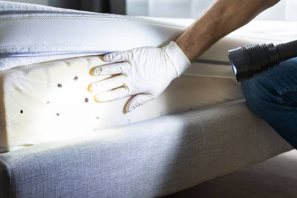 Best Termite Control Services  in Manche North Shore, CA