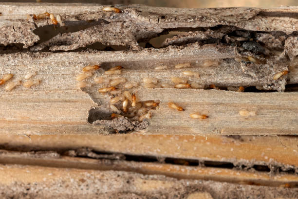 Best Affordable Pest Control Services  in Manche North Shore, CA